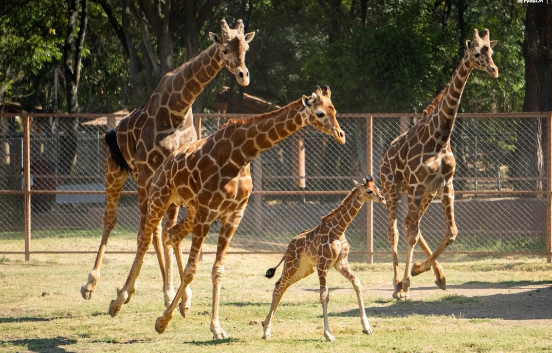VISITA AL ZOOLÓGICO - AUTISMO MORELIA