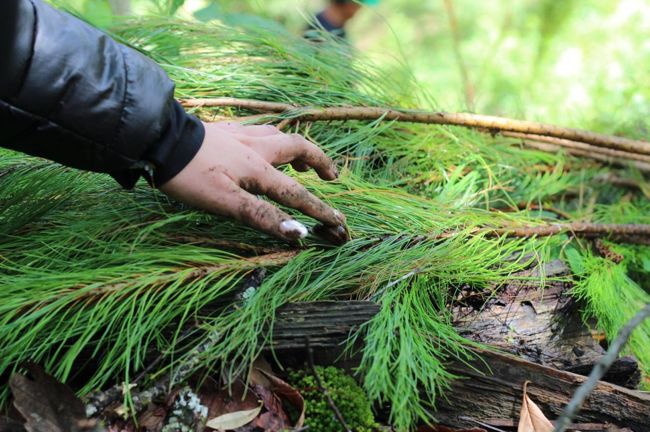 MODO TIERRA: BRIGADA DE REFORESTACIÓN
